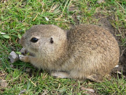 Gopher pettyes leírás állat