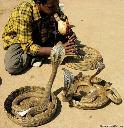Secretele charmerilor de șarpe