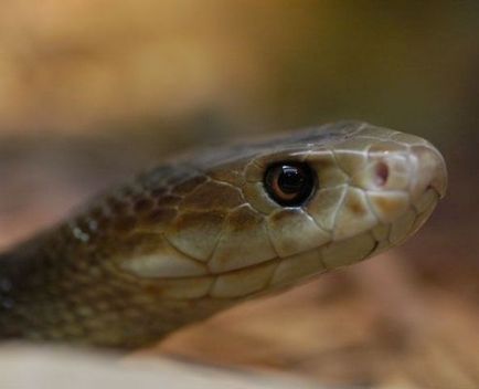 Taipan - a legtöbb mérges kígyó (6 fénykép)