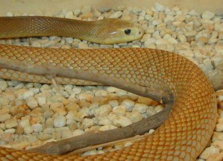 Тайпан - сама отруйна змія (6 фото)