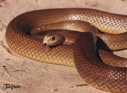Тайпан - сама отруйна змія (6 фото)