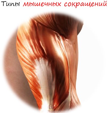 Видове мускулни контракции