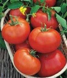 Tomato Baltic că pentru o varietate de caracteristici și comentarii