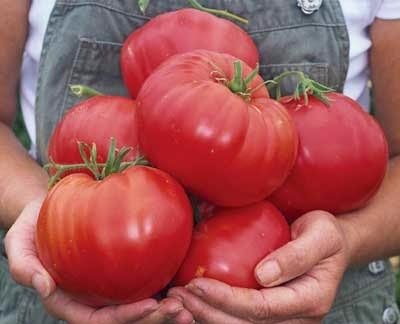 Tomato - dobrynia nikitich descrierea, randamentul și caracteristicile soiului