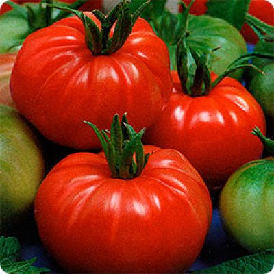 Tomato - dobrynia nikitich descrierea, randamentul și caracteristicile soiului