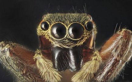 Top 10 ijesztő történeteket pókok