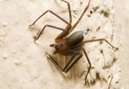 Top 10 povești înfricoșătoare despre păianjeni