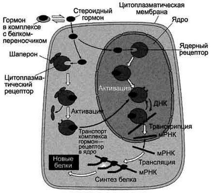 Transmiterea semnalului transmembranar