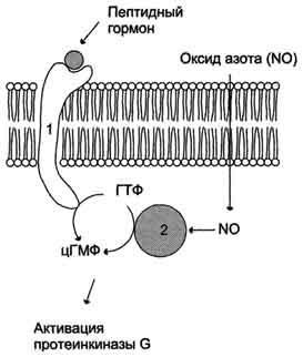 Transmiterea semnalului transmembranar