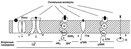 Трансмембранная передача сигналу