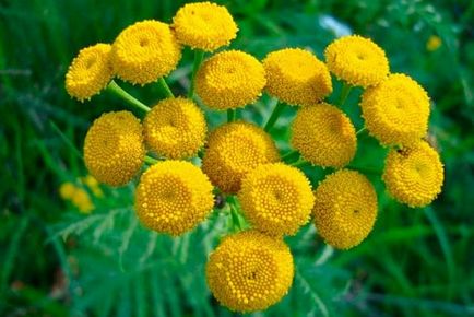 Proprietatile medicinale de iarba kanuper (tansy balsamic), utilizarea si contraindicatiile plantelor