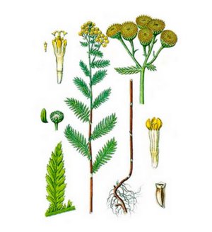 Трава канупер (пижмо бальзамическая) лікувальні властивості, застосування і протипоказання рослини