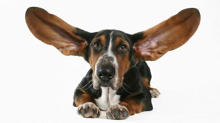 Toaletă de urechi la pisici și câini - clinica veterinară 