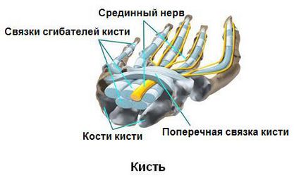 Sindromul încheieturii mâinii (sindromul carpian), simptome, tratament, funcționare