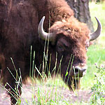 Oamenii de știință desfășoară experimente pe trecerea bizonului cu vaci