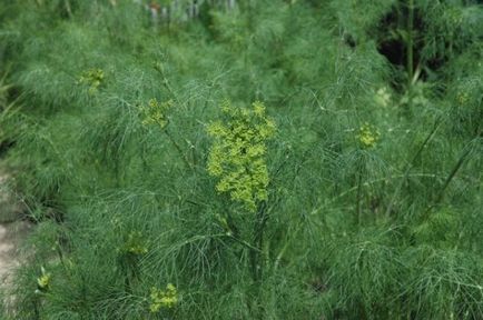 Frunzele de fructe de copac (parfumate), așa cum sunt numite semințe, inflorescența plantelor, aplicarea, descrierea,