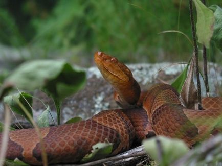 Copperhead kígyómarás (halálos humán) copperhead kígyómarás