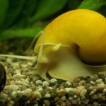 Равлики мелании - акваріумні і грунтові, фото, розмноження
