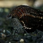 Равлики мелании - акваріумні і грунтові, фото, розмноження
