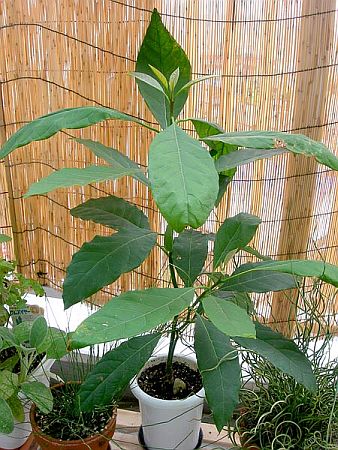 Догляд за рослиною авокадо, вирощування, розмноження і фото рослини авокадо