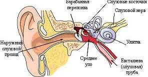 Вухо - слухова труба