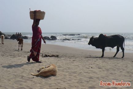 Вагатор - пляж в гоа з великим скупченням корів