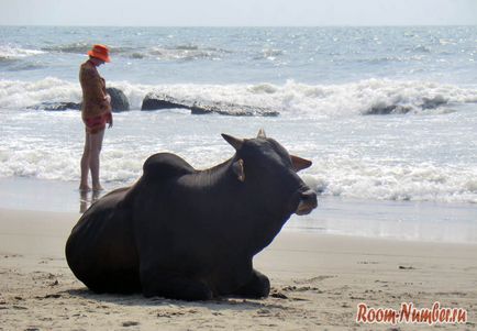 Vagator - tengerpart Goa egy nagy klaszter tehenek (strand) Vagator - tengerpart Goa egy nagy csoportja a tehenek