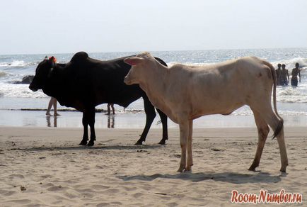 Vagator - o plajă din Goa cu o mare acumulare de vaci