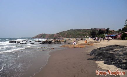 Vagator - o plajă din Goa cu o mare acumulare de vaci