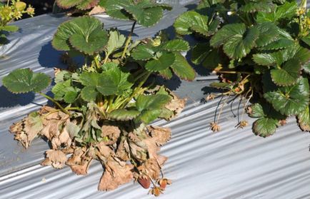 Verticillium wilt de semne de căpșuni, prevenire și tratament, fotografie