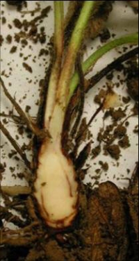 Verticillium wilting capsuni - descriere, fotografie