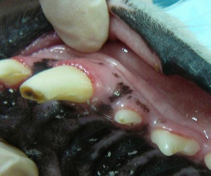 Ветеринарна стоматологія