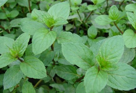 Típusai menta és minőségű leírásához egy leírást és fotó