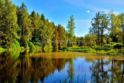 Вікторина з відповідями для школярів в літньому таборі веселе літо