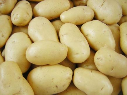 Вирощування картоплі, сорти картоплі в картинках