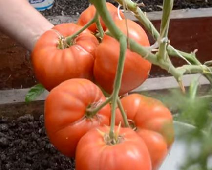 Cultivarea tomatelor într-o seră