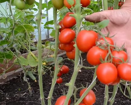 Cultivarea tomatelor într-o seră