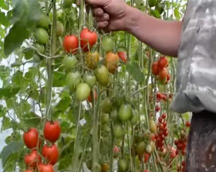 Cultivarea tomatelor într-o seră