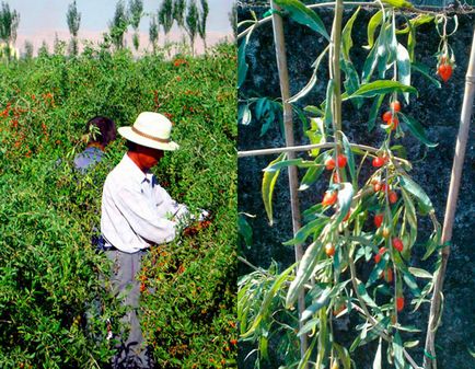 Cultivarea goji la domiciliu