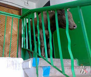În regiunea Irkutsk, o vacă cu un taur a intrat în fața unei clădiri rezidențiale, a urcat până la etajul al cincilea și a