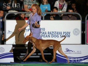 Зовнішній вигляд хендлера - одяг, собака і виставка