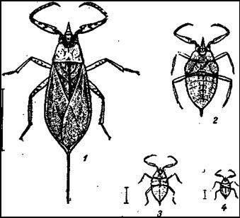 Bulele de apă sunt dud, vâsle, înot, scorpion de apă