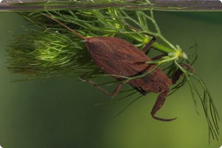 Водяний скорпіон (nepa cinerea)