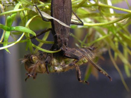 Scorpionul de apă (nepa cinerea)