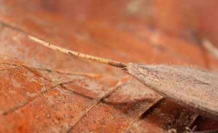 Водяний скорпіон (nepa cinerea)