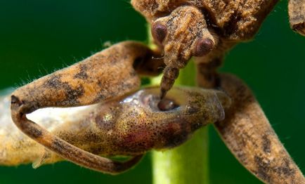 Водяний скорпіон (nepa cinerea)