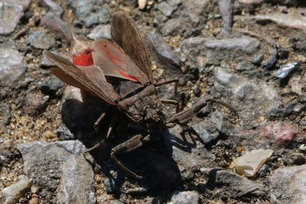 Scorpionul de apă (nepa cinerea)