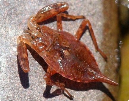 Водяний скорпіон (nepa cinerea)