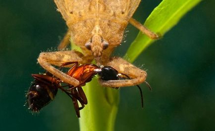 Водяний скорпіон (nepa cinerea)