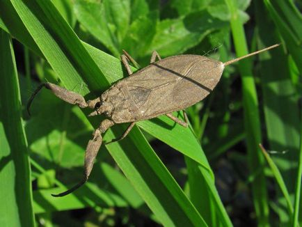 Víz skorpió - édesvízi bug